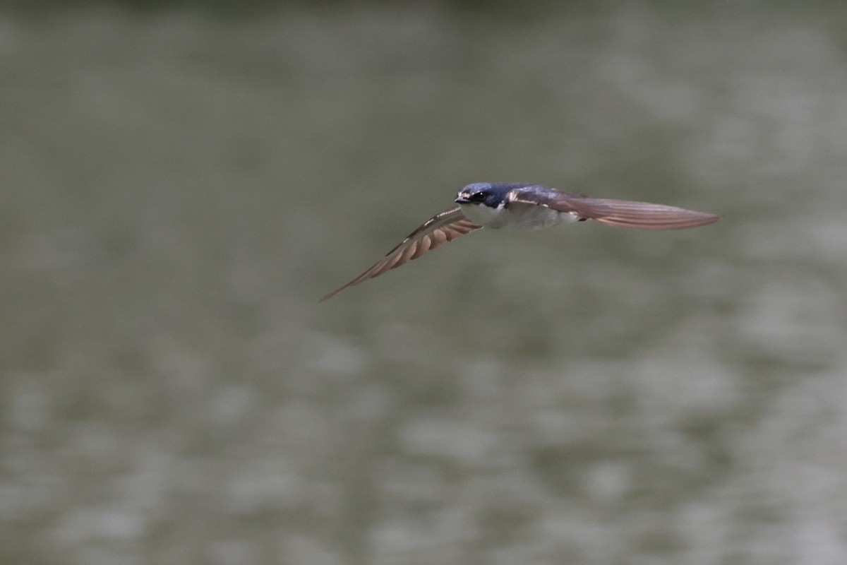 White-rumped Swallow - ML647298757