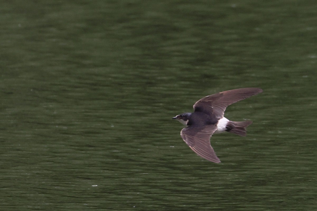 White-rumped Swallow - ML647298759