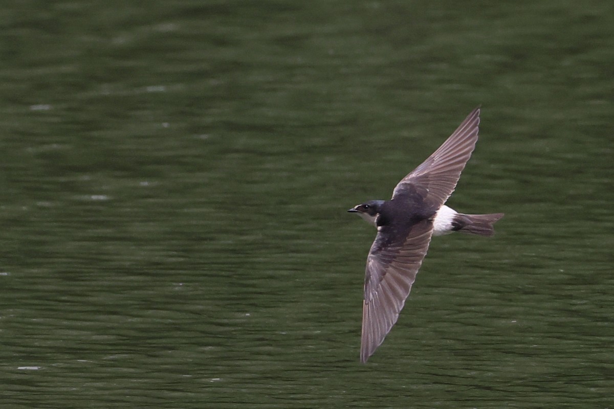 White-rumped Swallow - ML647298760