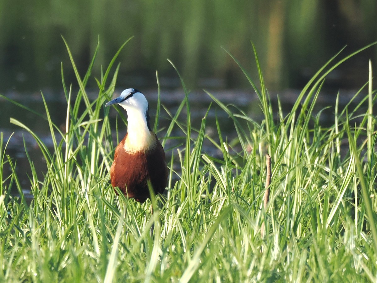 ostnák africký - ML647298783