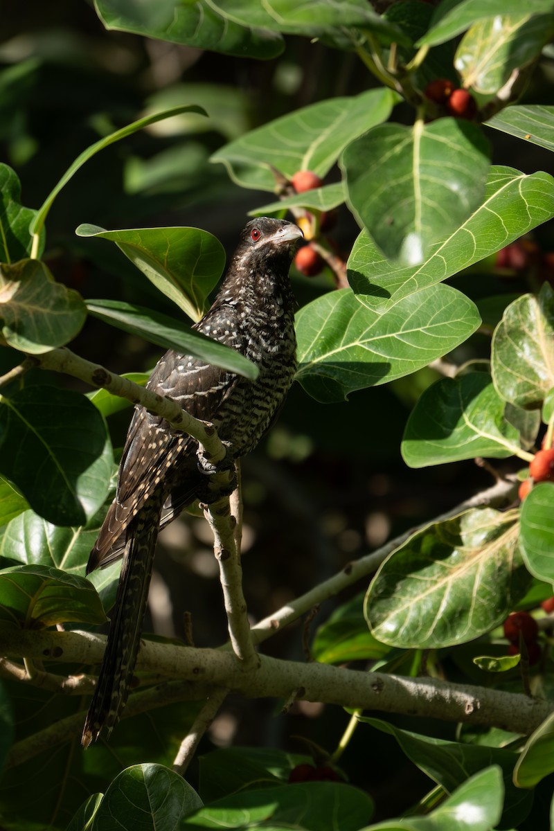 grønnebbkoel - ML647298788