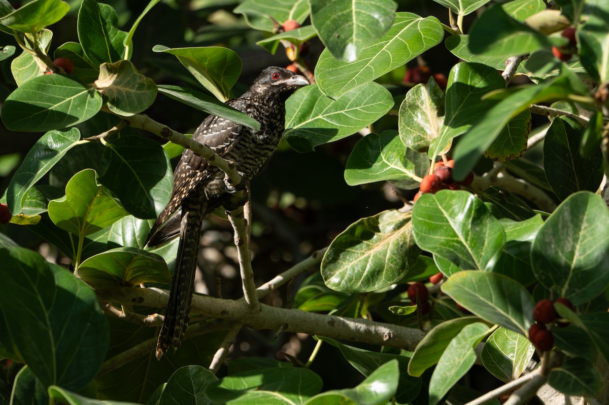 grønnebbkoel - ML647298789