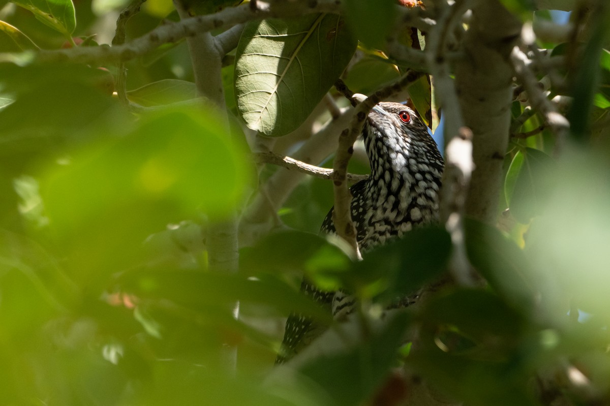 grønnebbkoel - ML647298790