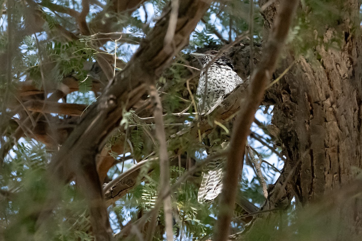 grønnebbkoel - ML647298791