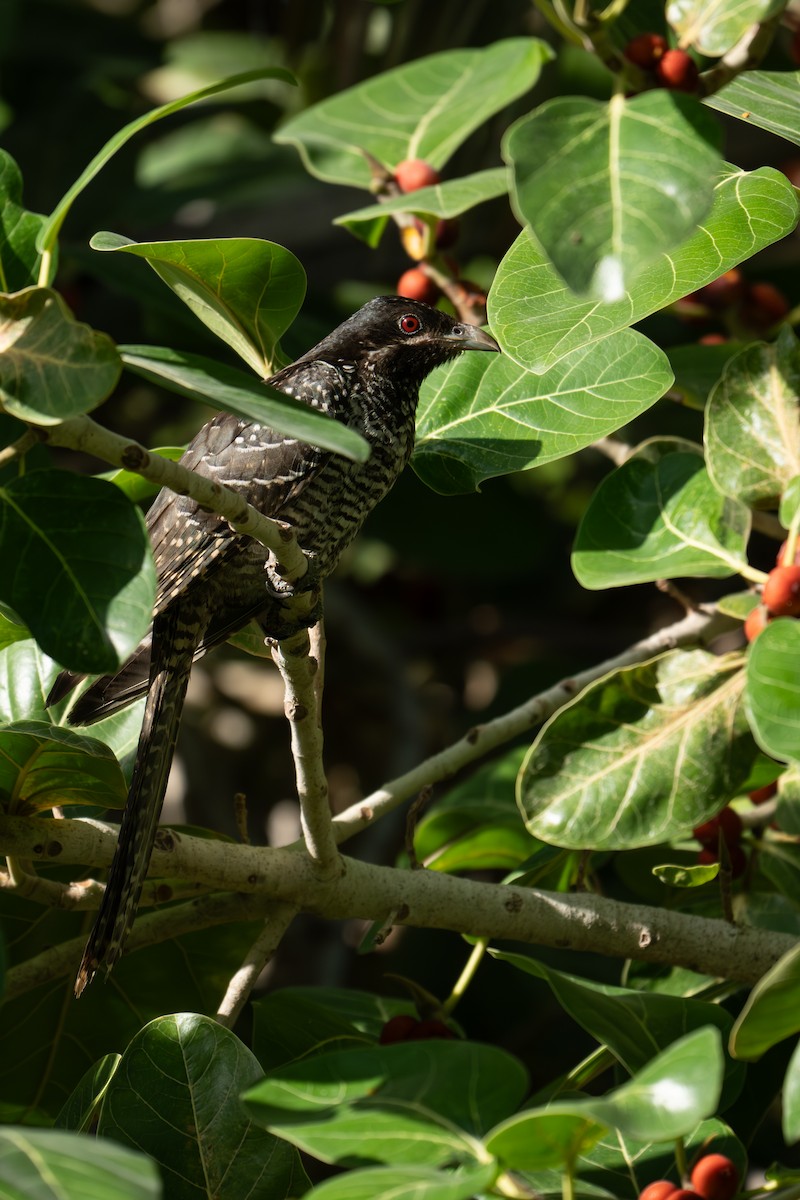 grønnebbkoel - ML647298792