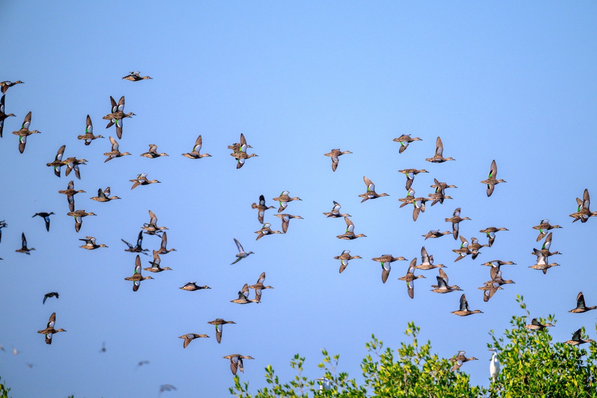 čírka modrokřídlá - ML647298793