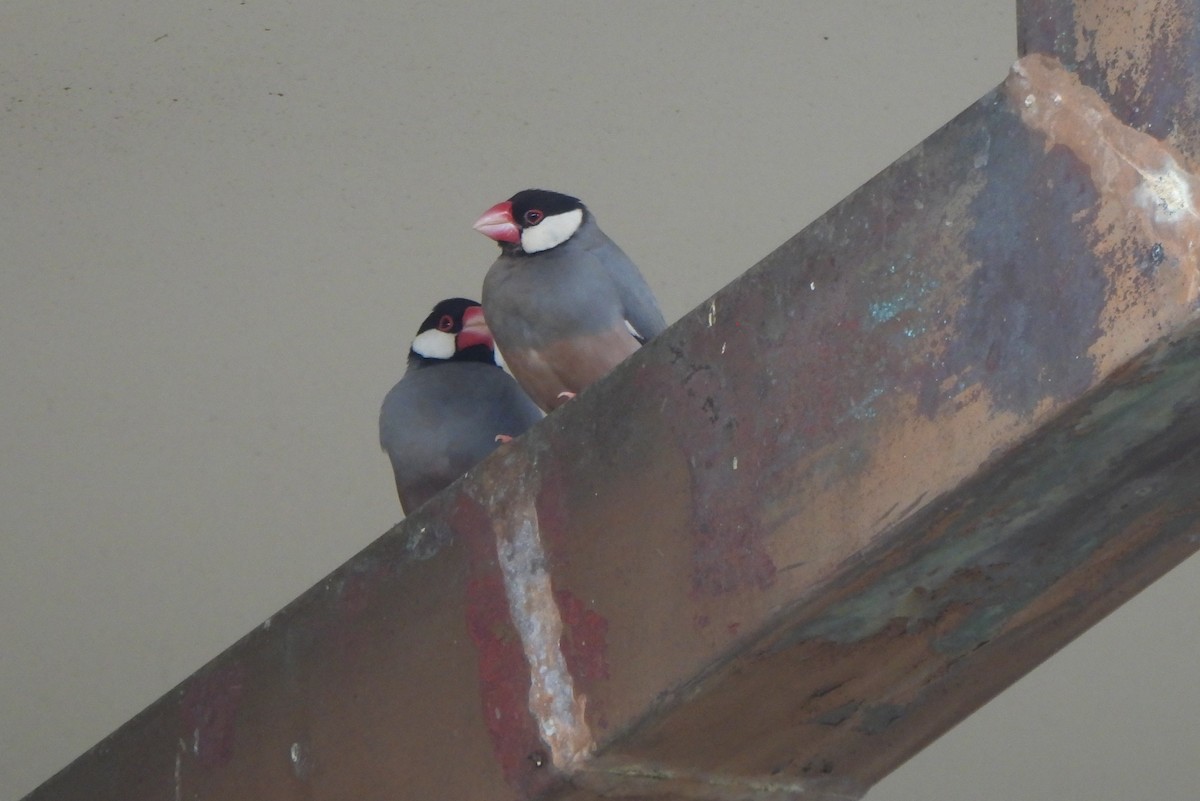 Java Sparrow - ML647298795