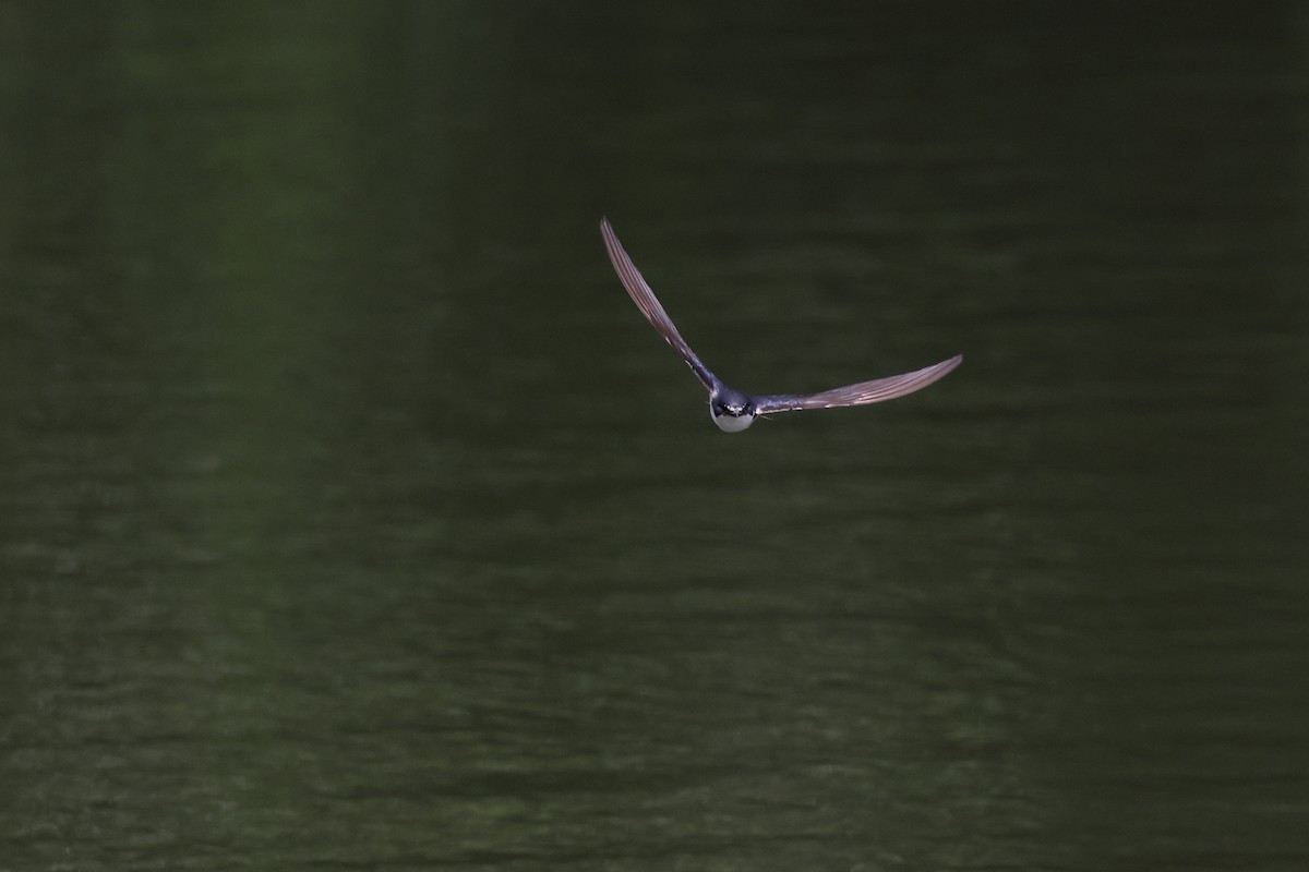 White-rumped Swallow - ML647298803