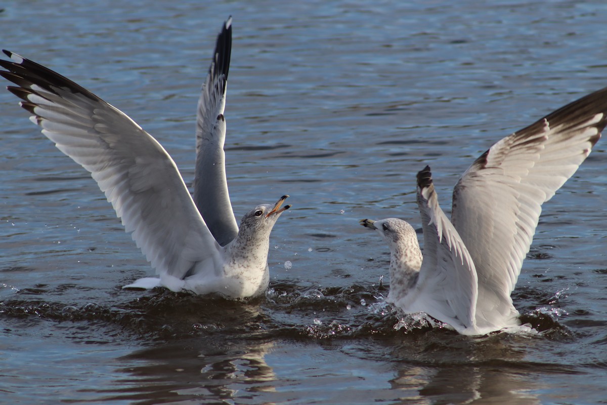 Ring-billed Gull - ML647298807
