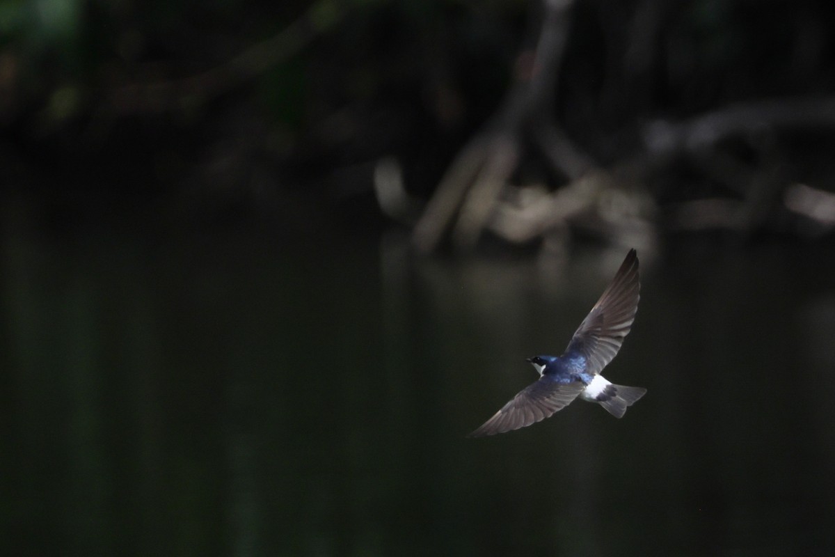 White-rumped Swallow - ML647298808