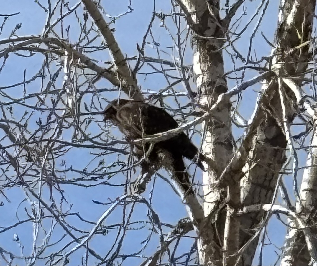 Red-tailed Hawk - ML647298809