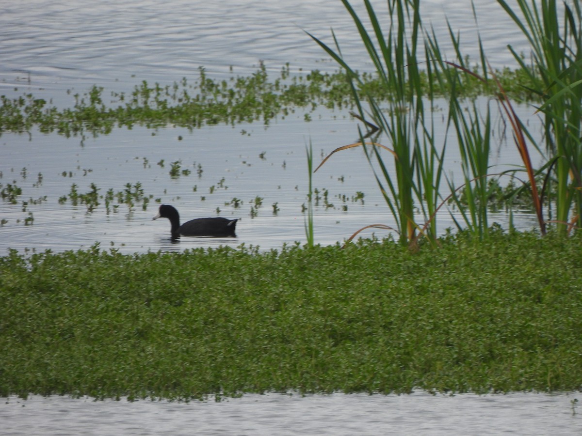 Hawaiian Coot - ML647298810