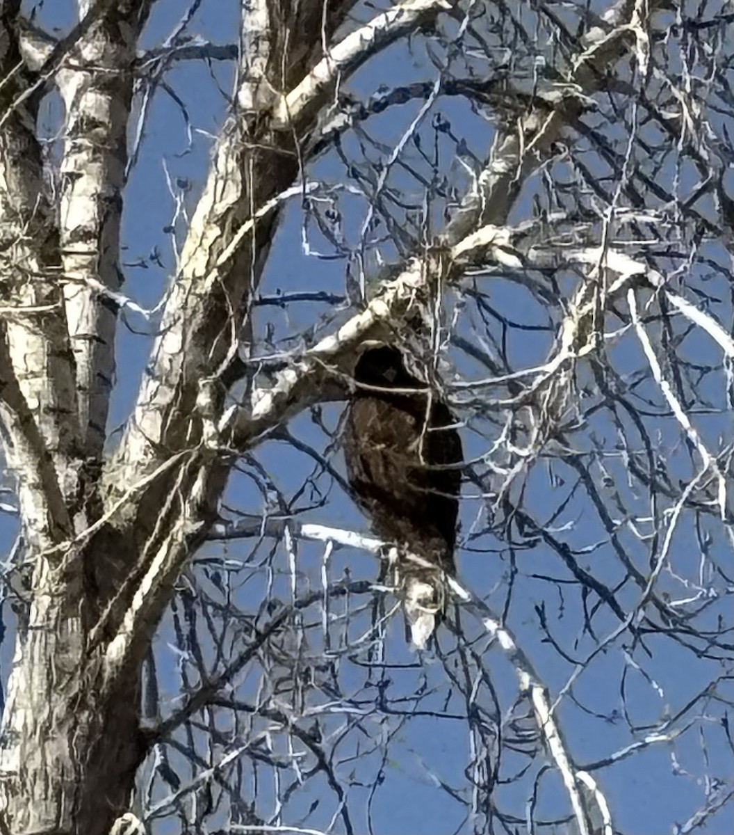 Red-tailed Hawk - ML647298822