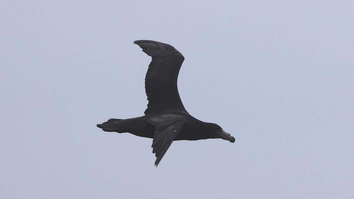 Northern Giant-Petrel - ML647298829