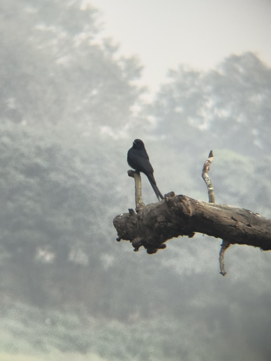 オウチュウ - ML647298844