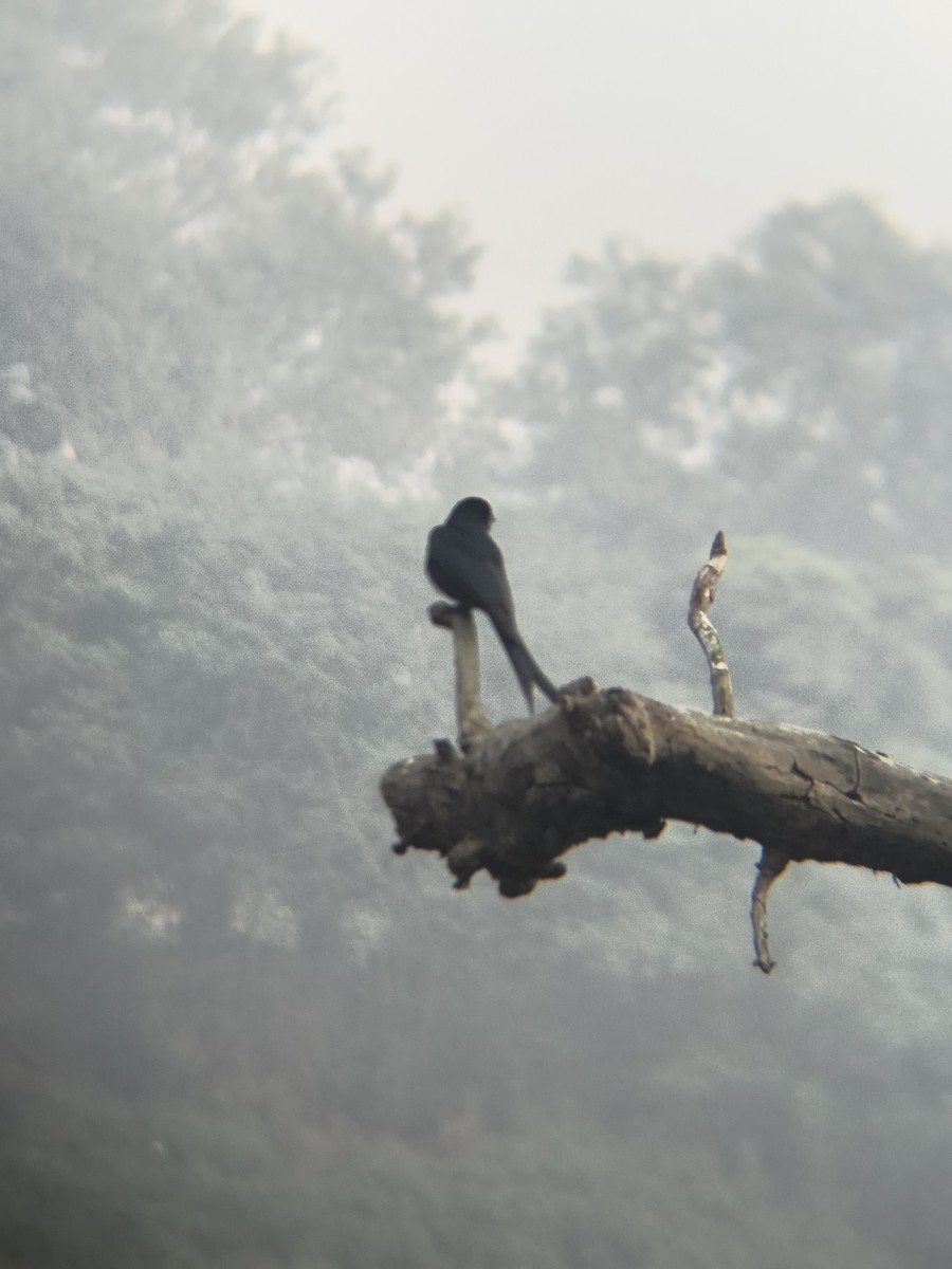 オウチュウ - ML647298845