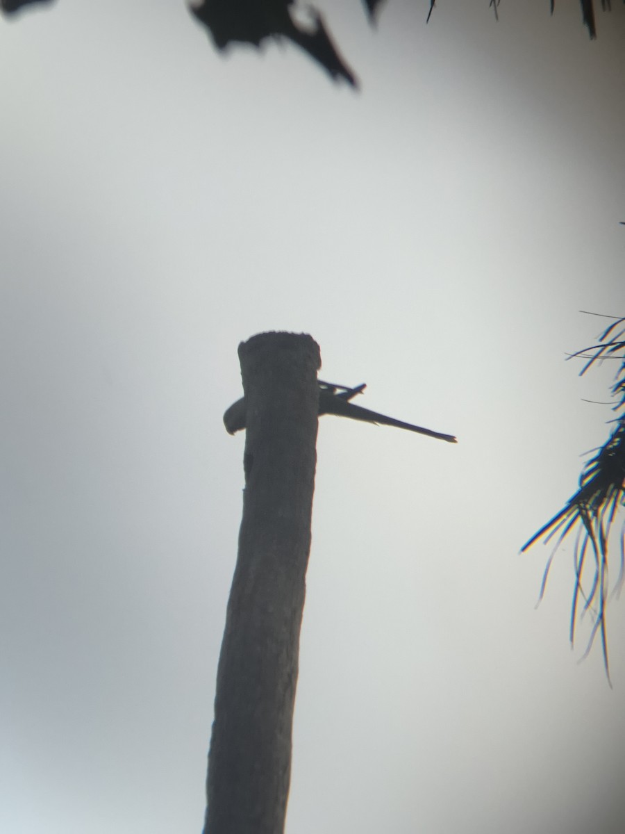 ホンセイインコ - ML647298847