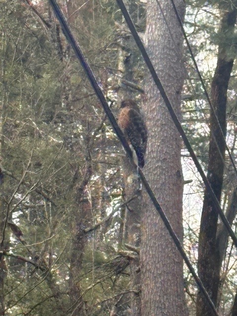 Red-shouldered Hawk - ML647298849