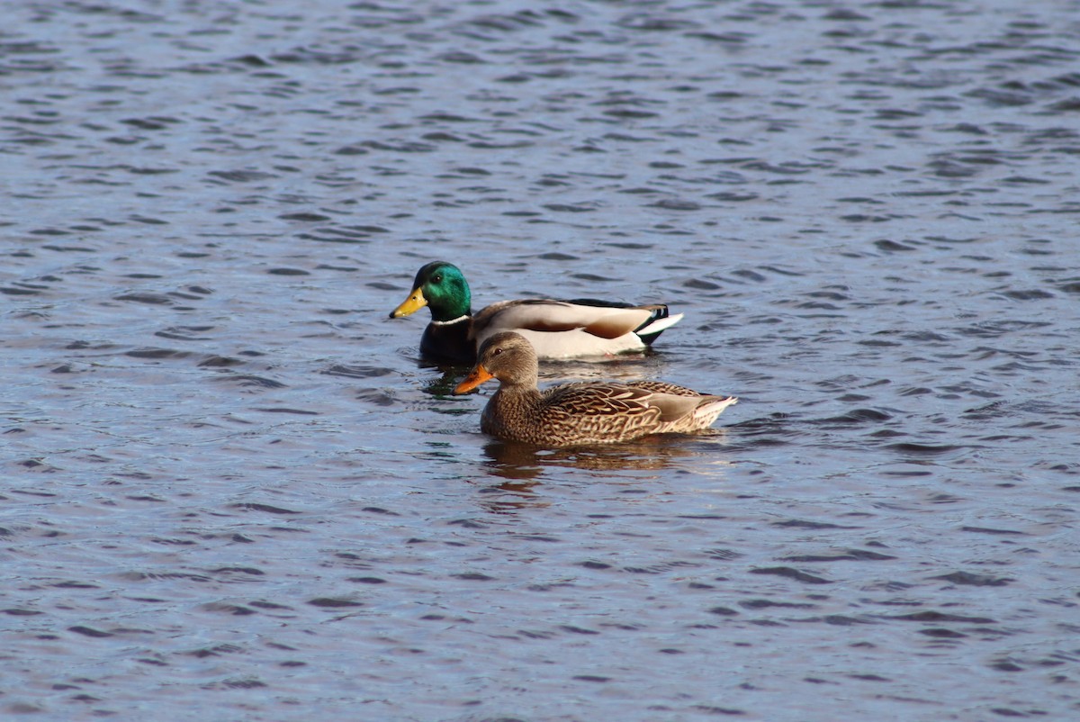 綠頭鴨 - ML647298853