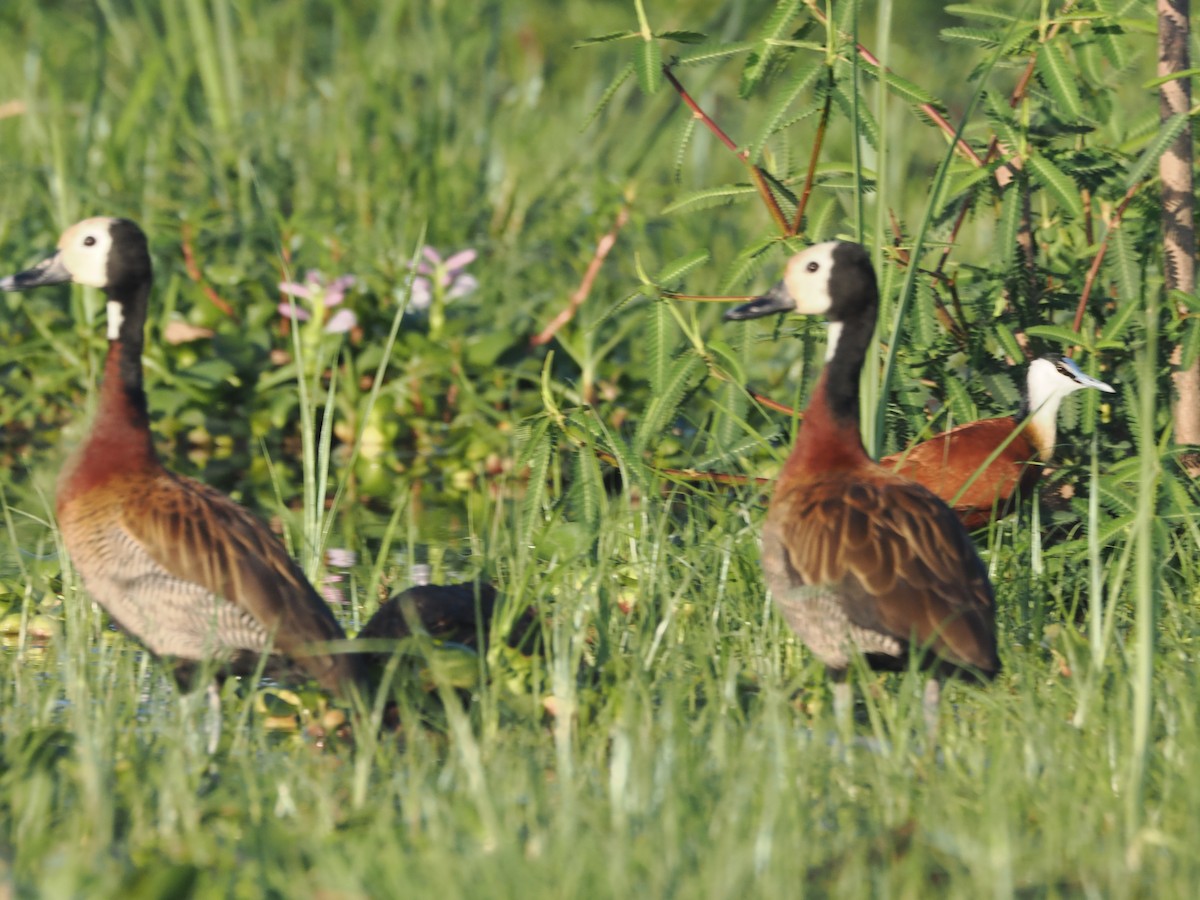 husička vdovka - ML647298875