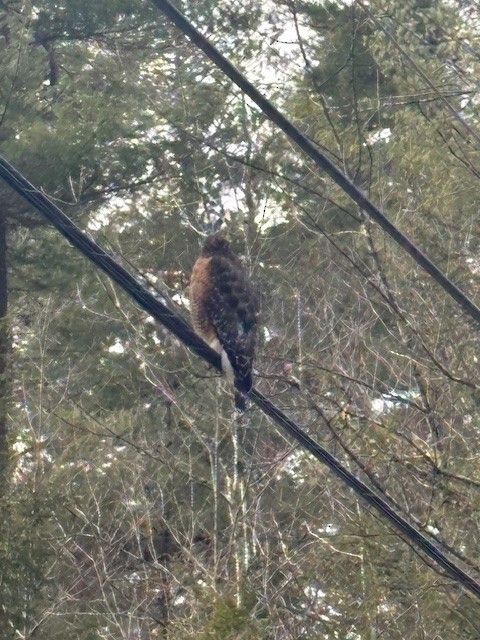 Red-shouldered Hawk - ML647298885