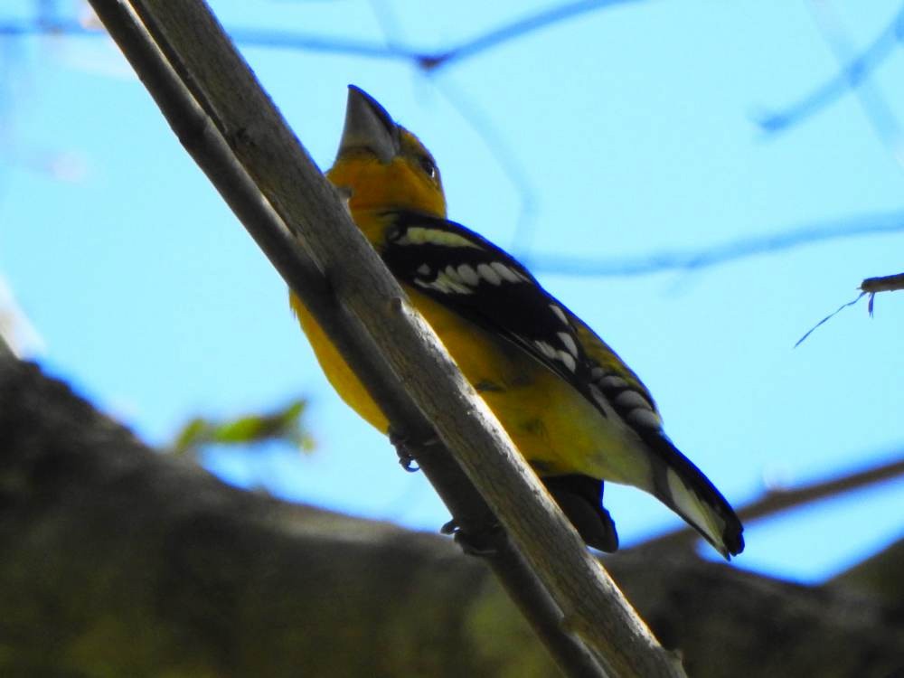 Golden Grosbeak - ML647298920