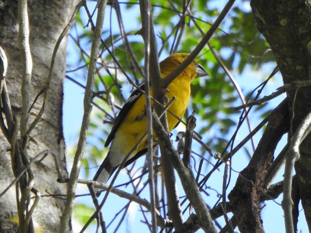 Golden Grosbeak - ML647298921