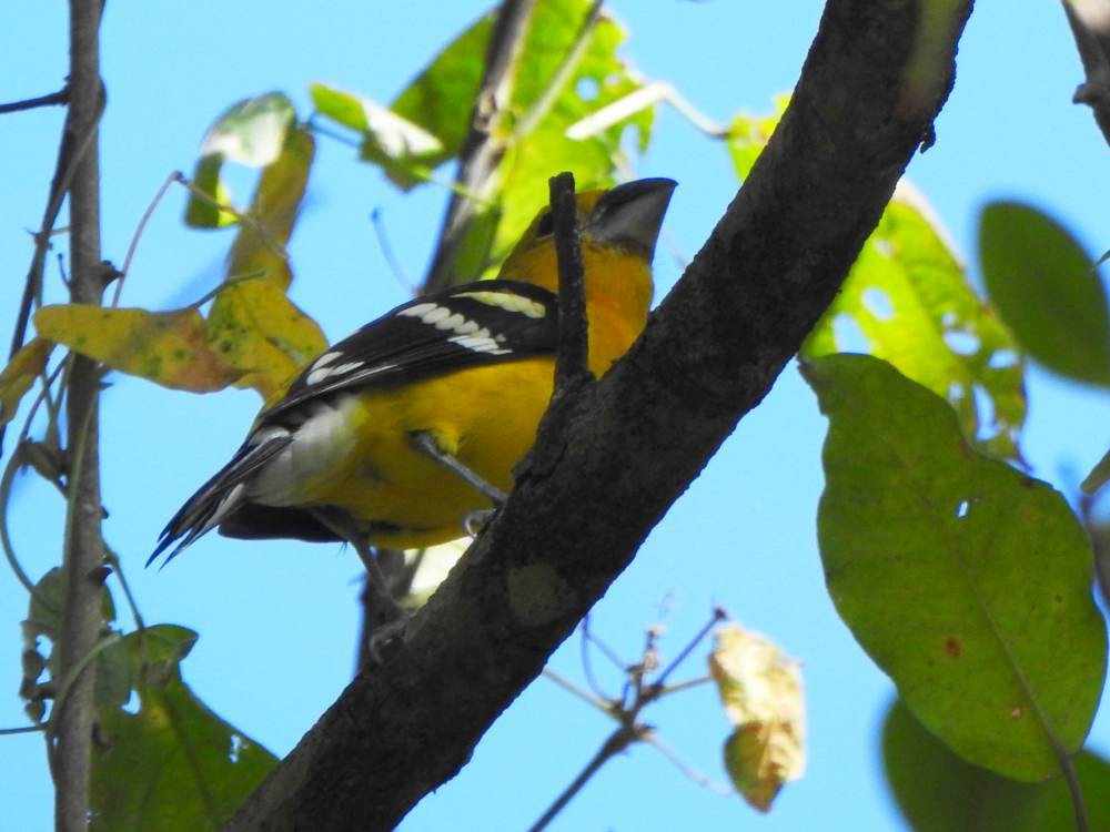 Golden Grosbeak - ML647298922