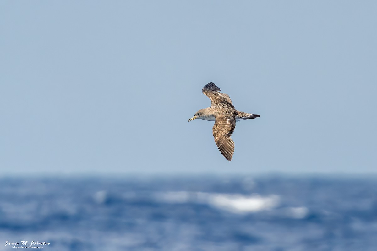 Scopoli's Shearwater - ML647298928