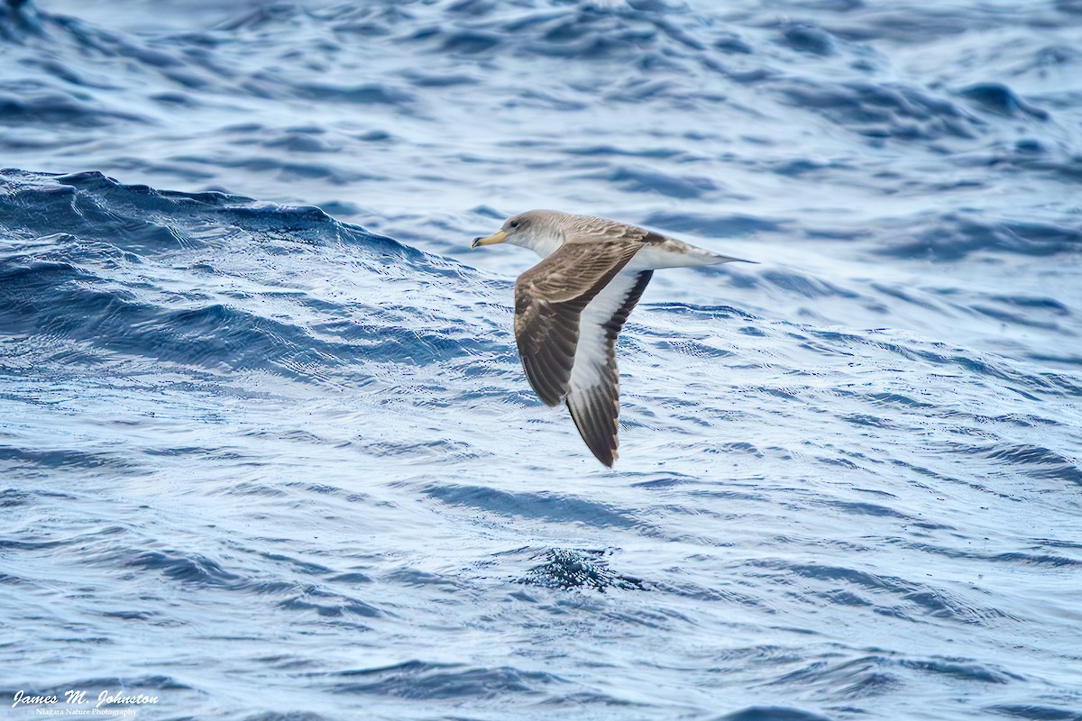 Scopoli's Shearwater - ML647298929