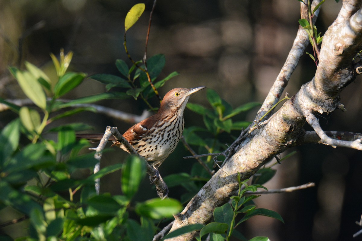 Brown Thrasher - ML647298943