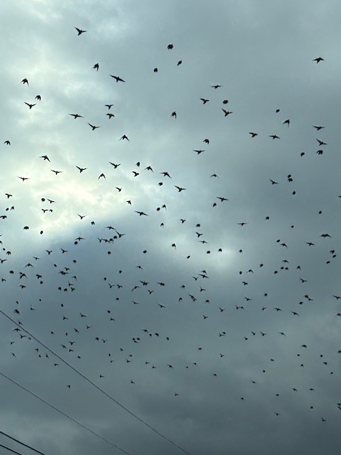 European Starling - ML647298969