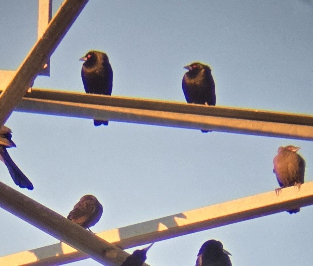 Красноглазый трупиал - ML647298989