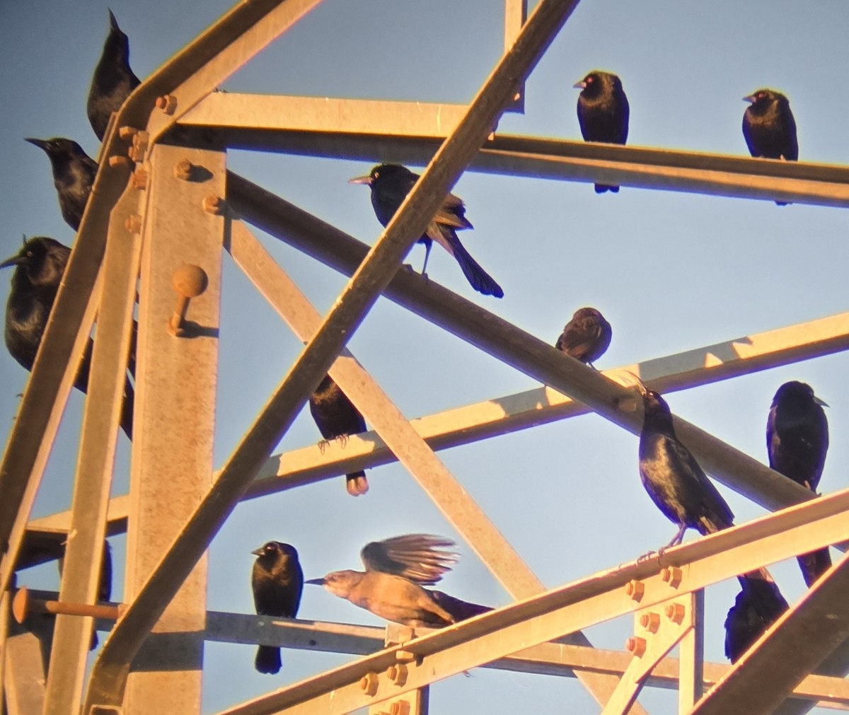 Красноглазый трупиал - ML647298990