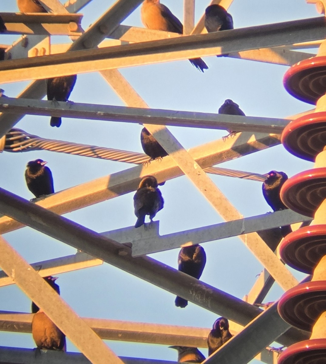 Красноглазый трупиал - ML647298991