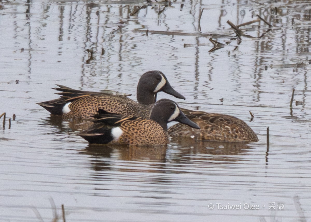 čírka modrokřídlá - ML647299001