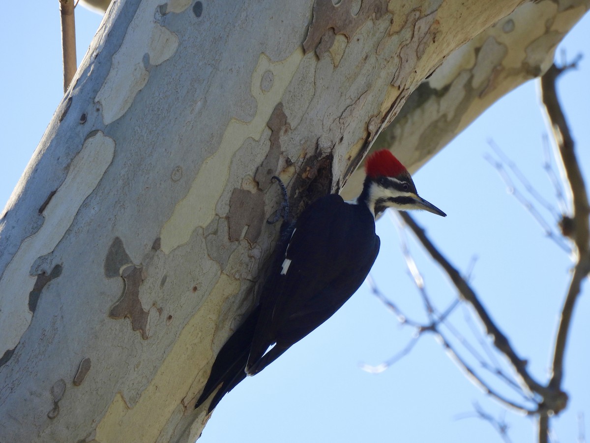 Pileated Woodpecker - ML647299012