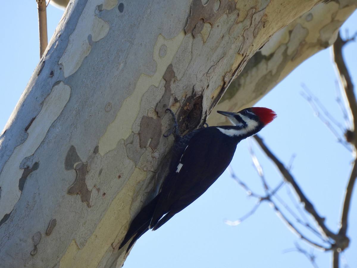 Pileated Woodpecker - ML647299013