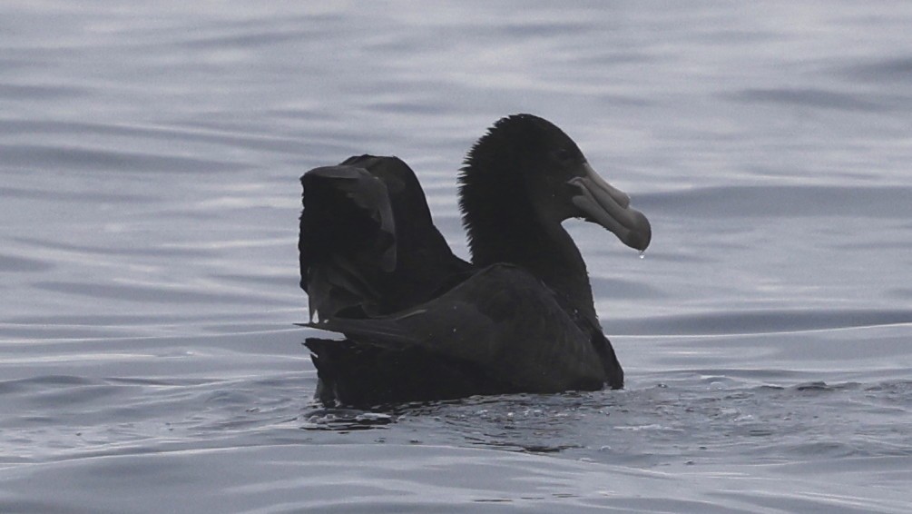 Northern Giant-Petrel - ML647299016