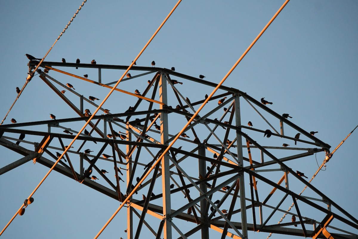 Красноглазый трупиал - ML647299031