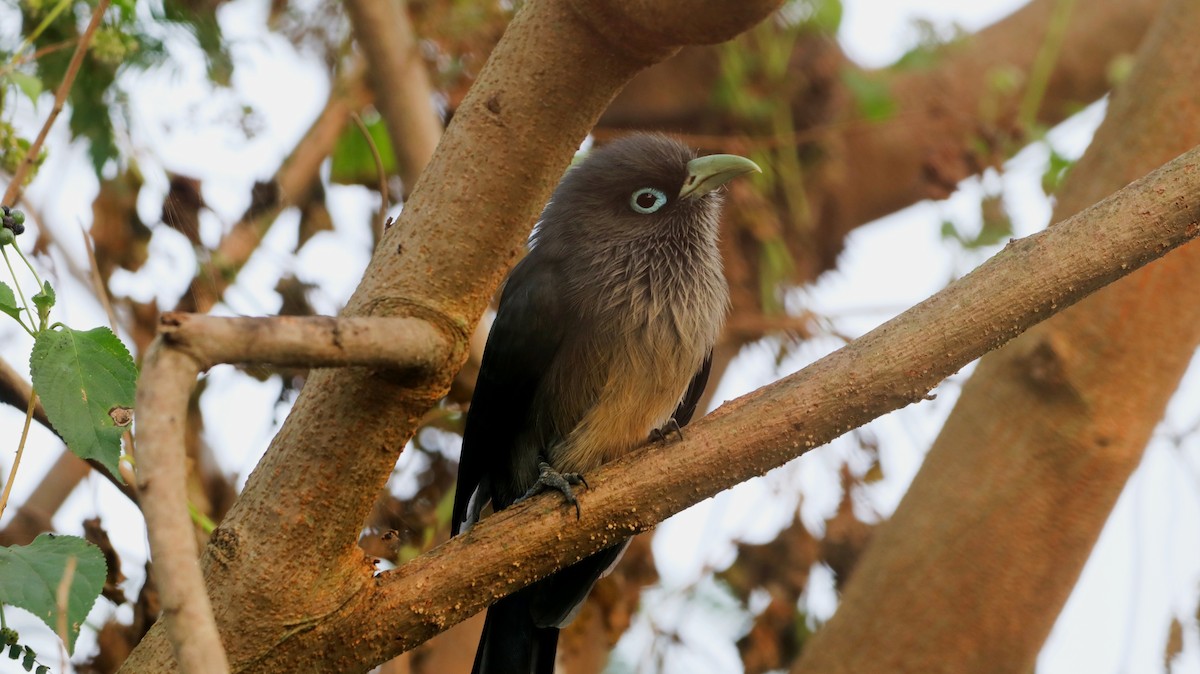 Blue-faced Malkoha - ML647299040
