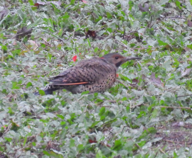 Northern Flicker (Yellow-shafted x Red-shafted) - ML647299042