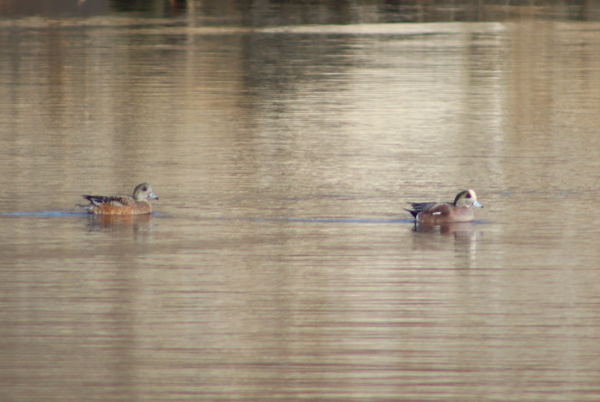 葡萄胸鴨 - ML647299046