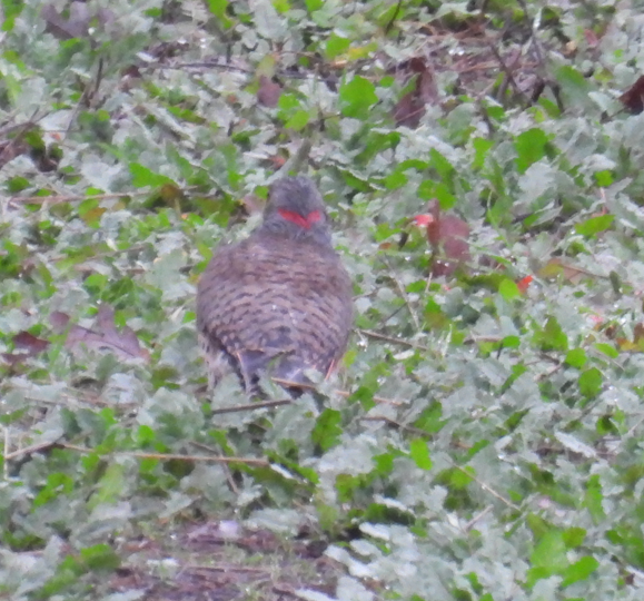 Northern Flicker (Yellow-shafted x Red-shafted) - ML647299048