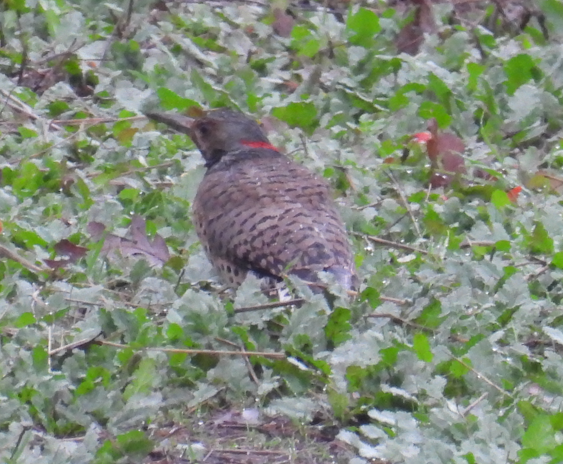 Northern Flicker (Yellow-shafted x Red-shafted) - ML647299050