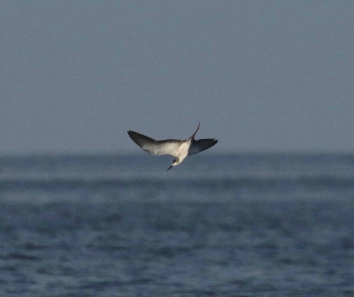 tøyleterne - ML647299051