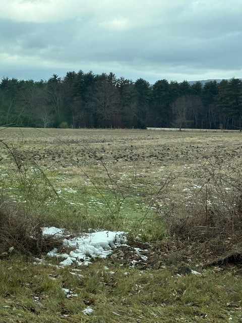 European Starling - ML647299053