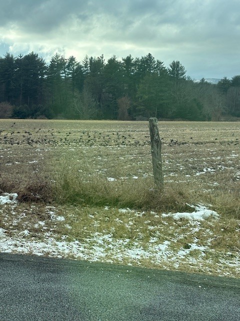 European Starling - ML647299057