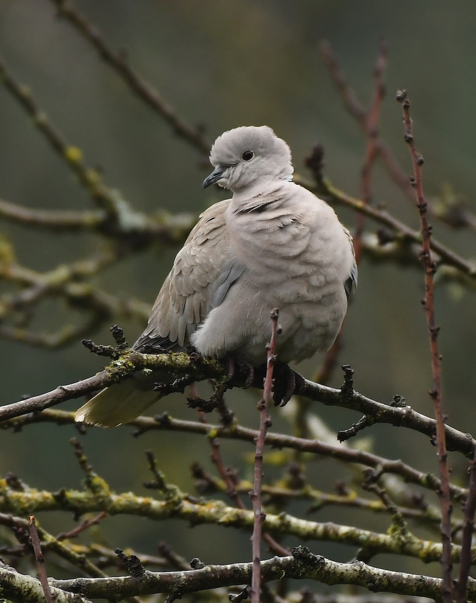 Usapal turkiarra - ML647299062