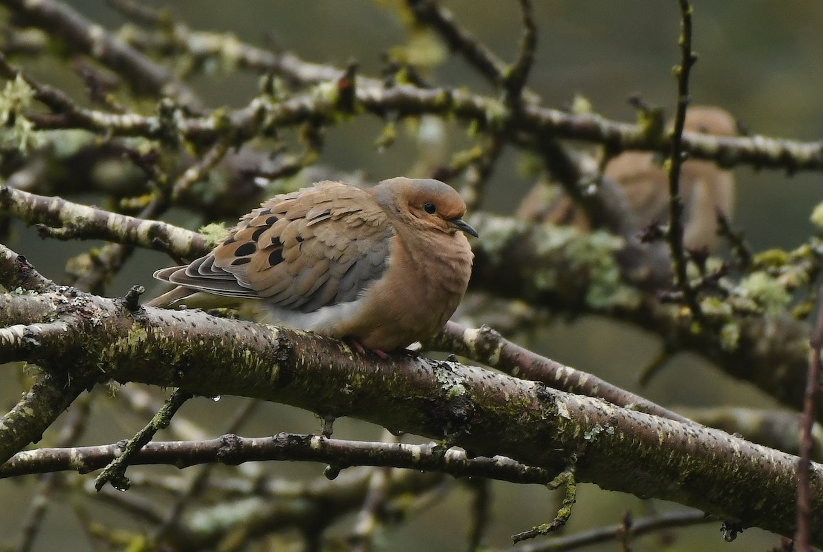 Zenaida arrunta - ML647299070